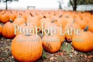 Picture of pumpkins in a pumpkin patch, with the words "Pumpkin Lane, open every weekend in October"